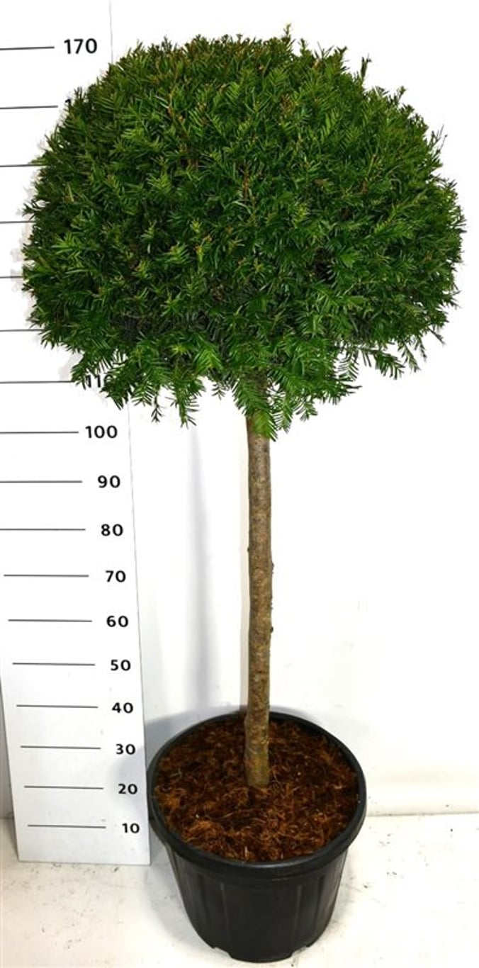 Taxus baccata - 80 CM Stem Cont.